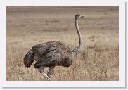 07IntoNgorongoro - 029 * Common Ostrich (female).